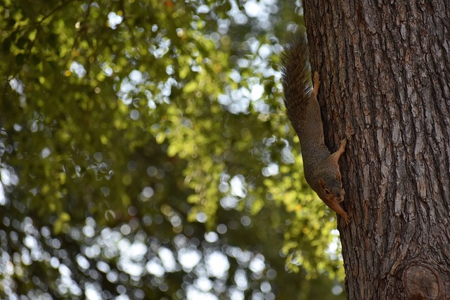 球流氓行为 球流氓行为