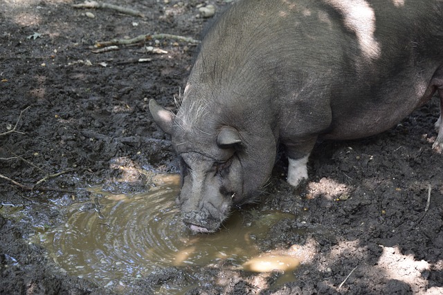 而不是摩纳 而不是摩纳