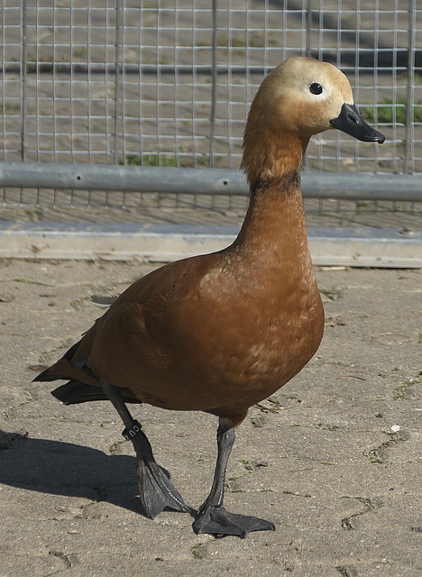 中锋